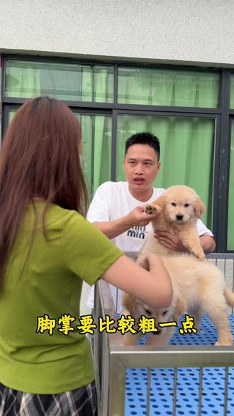 广州粉丝过来宠园看金毛,广州哪里有宠物狗,广州狗场在哪里,宠物狗金毛,双血统金毛#金毛 #广州狗场 #vlog十亿流量扶持计划 #小狗 #宠物狗 @抖音小助手 @DOU+小助手