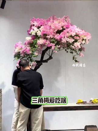 三角梅梅花专用肥料通用盆栽有机花肥促生长改善土壤,三角梅只长叶不开花,记住这条口诀,花开满屋#抖音推广 #盆栽 #专用肥料