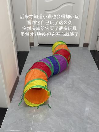 这个彩虹通道玩具,我家登登真的爱惨了!#萌宠 #猫玩具 #宠物玩具