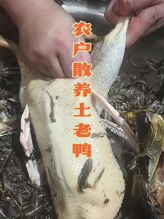 传统拔毛,吃小鱼小虾长大的鸭子#🦆