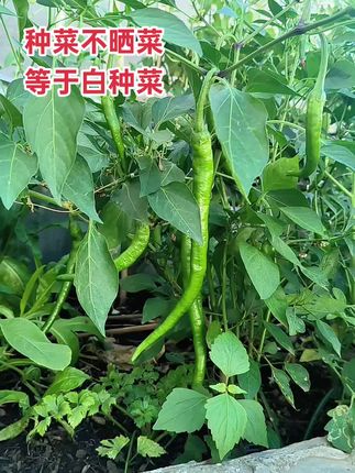 终于没被我种死,这个线椒还是比较好养的,高产型的#种菜 #阳台种植 #菜友