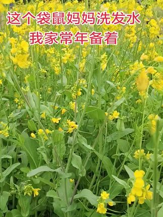 妈妈们请看过来,初中生运动量大 油脂分,泌旺盛 容易痒油塌都可以试试青少年专用,洗发水#袋鼠妈妈#青少年专用洗发水#自,用好物分享 #学生党好物推荐