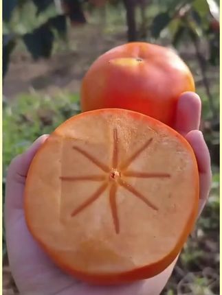 #脆甜柿子树苗 #好物推荐🔥 #优质农产品 #农民种植  @抖音创作小助手 @DOU+小助手