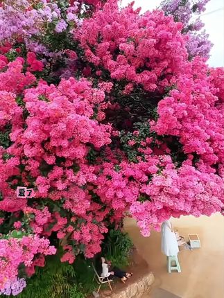 紫薇花盆栽阳台庭院四季好养绿植盆景耐寒耐高温花卉原盆原土发#紫薇花 #紫薇花盆栽 #紫薇花栽种 #紫薇花苗 #庭院花卉