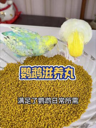 鹦鹉挑食不吃种子粮,那就给它换成这款滋养丸 #鹦鹉滋养丸 #鹦鹉鸟粮 #鹦鹉小白