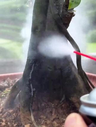 就用这款杀虫水乳剂,不兑水直喷,让金弹子春季病虫害无踪!#金弹子#杀虫水乳剂#秋季#病虫害防治