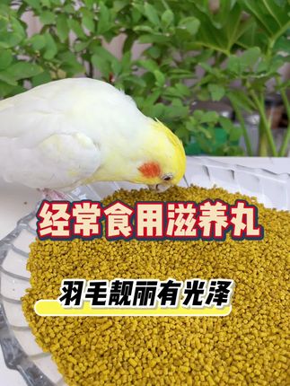 小鸟不挑食了,吃的胖乎乎,羽毛靓丽有光泽 #萌宠好物 #新手养鸟 #鹦鹉滋养丸