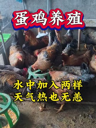 水中加入这两样,天气再热也无恙#养鸡 #养鸡人 #养鸡小妙招 #科学养鸡 #鸡鸭鹅养殖