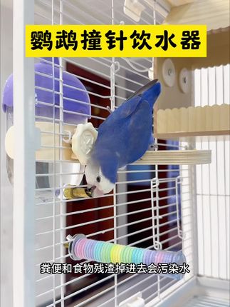 小鸟轻轻一喝就出水,安装方便,大开口手能直接伸进去清理水垢,超实用#鹦鹉 #鹦鹉撞针饮水器 #鹦鹉撞针水壶 #撞针式饮水器