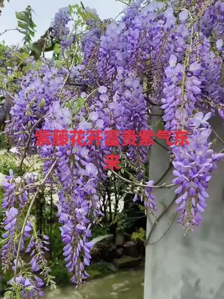 紫藤古树花开富贵#花卉种植 #美丽的乡村风景 #身边植物 庭院景观,紫色花海