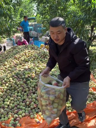 又脆又甜的青州蜜桃成熟了#优质农产品 #新鲜采摘#青州蜜桃