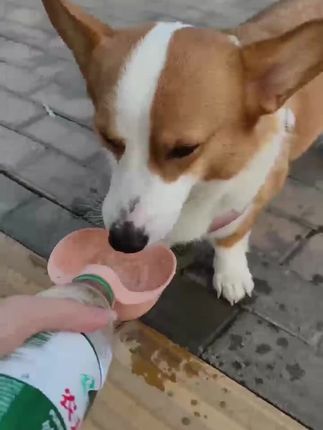 狗狗外出户外喝水神器#狗是人类最忠诚的朋友 #柯基 #柯基小短腿 #狗