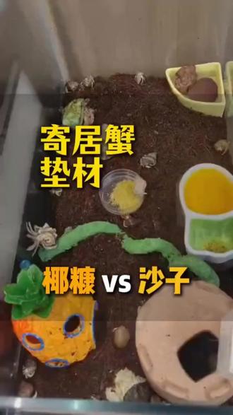寄居蟹专用椰砖椰糠有哪个铲屎官不喜欢?#萌宠好物 #新手养宠 #宠物用品 #铲屎官 #养宠人
