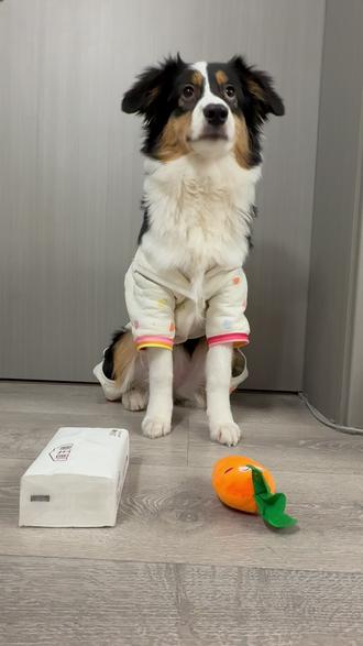 挑战胡萝卜纸巾游戏! 小狗是好小狗,主人是没有耐心的主人~#胡萝卜纸巾猫 #胡萝卜纸巾游戏#萌宠出道计划 #萌宠日常记录 #狗狗