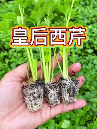 皇后西芹四季栽种 #芹菜 #四季种植 #盆栽 #阳台种菜 #种菜