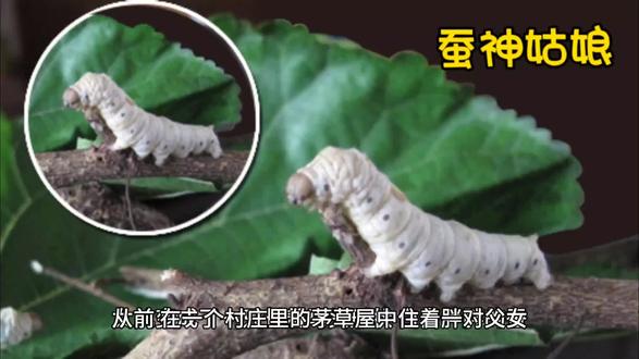 民间故事:蚕神姑娘#民间传说 #听民间故事品百味人生