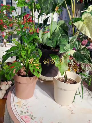 家庭养花一定要把花种在排水好的花盆里#好物推荐🔥 #花盆推荐 #我的花花草草🌸🌸 #花盆 #树脂花盆