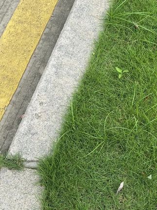 芋圆芋圆芋圆奶茶