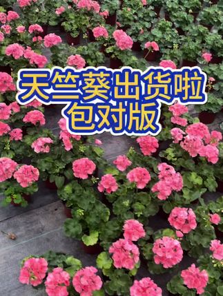 #爱生活爱养花 #花卉基地 #天竺葵