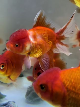 #水族#观赏鱼#鱼缸里的大自然#养鱼日记#水族馆 新手养鱼必备,希望可以帮到你们