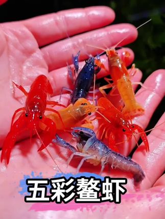 #观赏鳌虾 #鳌虾 #观赏虾 #鱼缸清洁 #澳洲龙虾