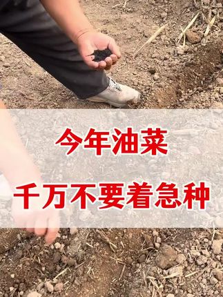 #油菜种植 #油菜大丰收 #油菜底肥 #涨知识 #三农