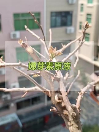 如果你的植物总是光秃秃的,只长叶子不开花,那就试试这个爆芽母液吧#爆芽素 #爆芽素使用方法 #爆芽素原液 #花卉养护 #花卉养护管理日常