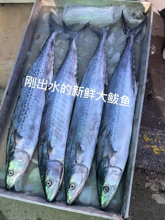 码头新鲜大鲅鱼破价了~#鲅鱼 #海鲜 #码头 #野生海鲜 #海鲜水产