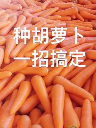 种胡萝卜一招搞定 #种菜 #胡萝卜怎么种?#胡萝卜什么时候种?#胡萝卜怎么种出苗期出苗块? #胡萝卜怎么催芽?