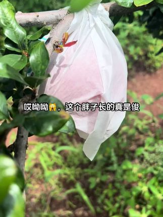 #新鲜采摘 #优质水果 #果农 #突尼斯软籽石榴#石榴