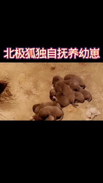 #爱护动物#善待动物 #ai制作视频 #