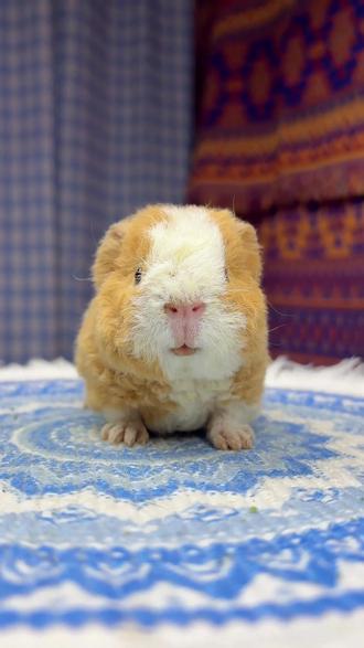 超可爱的猪妞宝宝;它的名字叫荷兰猪#动物科普 #荷兰猪 #豚鼠 #神奇的动物 #萌宠