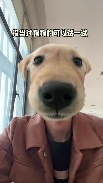 没当过狗狗的可以试一试#小狗特效#可爱小金毛