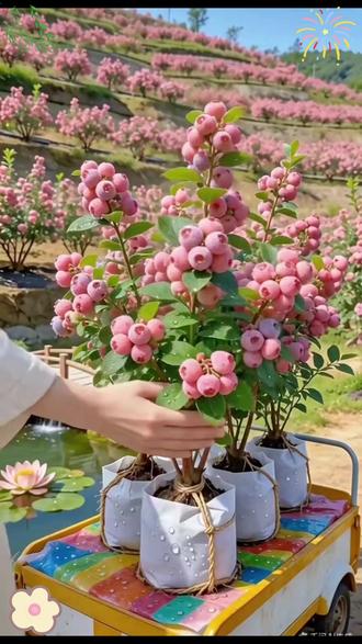 粉嘟嘟蓝莓树果苗粉红佳人粉色柠檬水蓝莓苗盆栽地栽南方北方种植 #蓝莓树种植 #园艺种植 #蓝莓果树