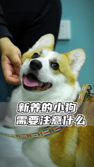 新养的小狗应该注意什么?#新养的宠物 #新养的狗#乌鲁木齐动物医院