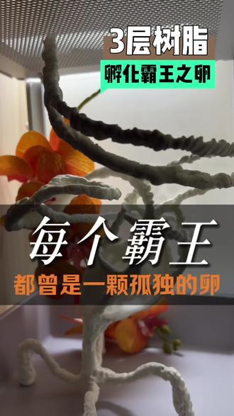 爬宠都曾是颗霸王之卵#爬宠#守宫#装置艺术#生态造景#治愈