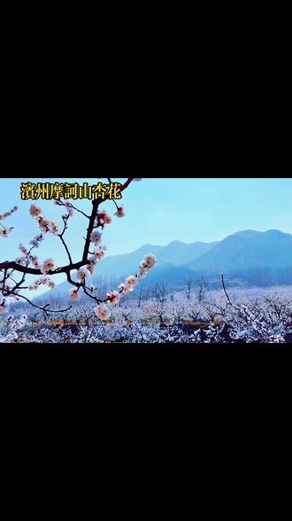 2026.3.21滨州邹平摩诃山杏花盛开