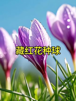 藏红花,好看又好养!还可泡茶喝!甄选优质种球,基地直发!#藏红花 #无限回购的宝藏单品 #超便宜超划算 #花卉绿植 #爱生活爱养花
