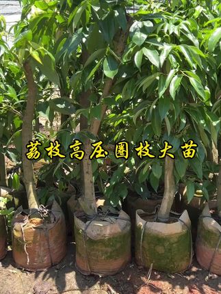 荔枝高压圈枝苗#三农 #果树苗 #荔枝 #果苗供应