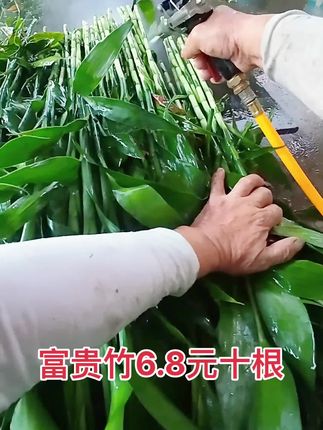 富贵竹基地直发,绿油油好养活#花卉绿植 #富贵竹怎么养