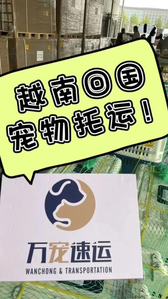 宠物越南如何回国?看过来!#航空托运 #宠物托运 #国际宠物托运 #宠物回国 #宠物出国