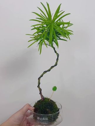 罗汉松苔藓球盆栽室内盆栽绿植好养耐活#绿植盆栽 #室内绿植 #花卉绿植 #室内盆栽 #罗汉松