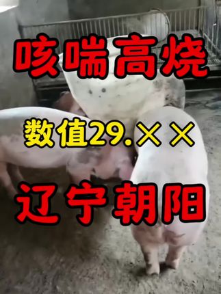 检测数值29.多,大的都变现了,谁说小飞不能解决 #猪高热 #猪小飞 #猪高热混感 #养猪技术 #养猪人