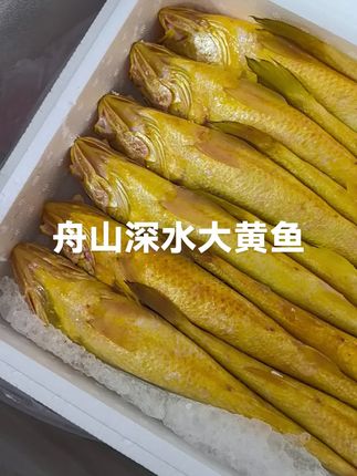 #上热门 舟山深水大黄鱼,鲜度好性价比高#大黄鱼 #黄花鱼 #舟山海鲜 #海鲜美食