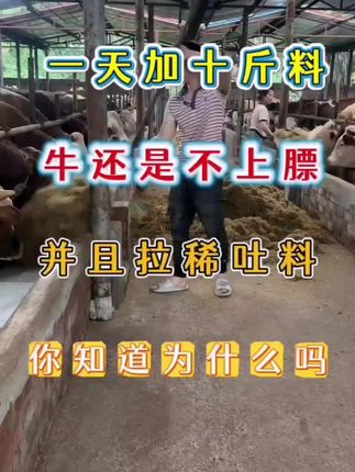 #养牛人 #养牛技术 #牛羊养殖 #养牛 #牛羊养殖技术分享