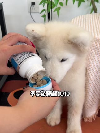 辅酶别再买贵了#养宠小知识 #科学养宠攻略 #新手养宠