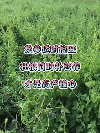 #药材种植#农业种植#中药材市场#中药材种植基地#增产增收才是硬道理