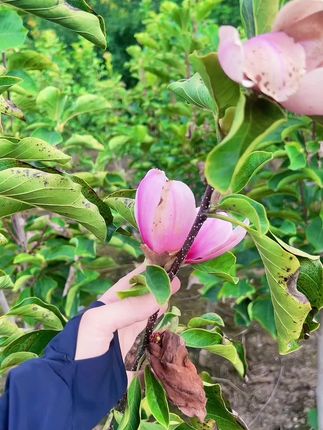 浓香型 庭院四大名花 玉兰花#苗木基地 #绿化苗木 #苗木供应
