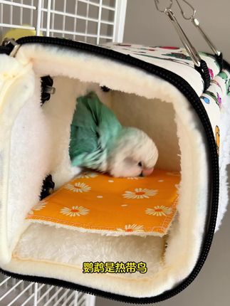 鹦鹉是热带鸟,怕冷,趁着天还没冷,赶紧把棉窝给备上#鹦鹉棉窝 #鹦鹉鸟窝 #鹦鹉过冬 #鹦鹉过冬神器