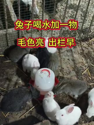兔子喝水#兔子 #养兔人 #兔子养殖 #